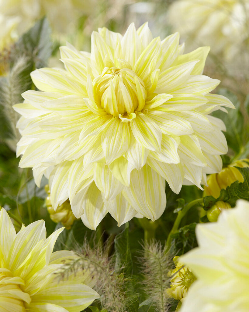 Dahlia Dekorativ La Luna 1-pack